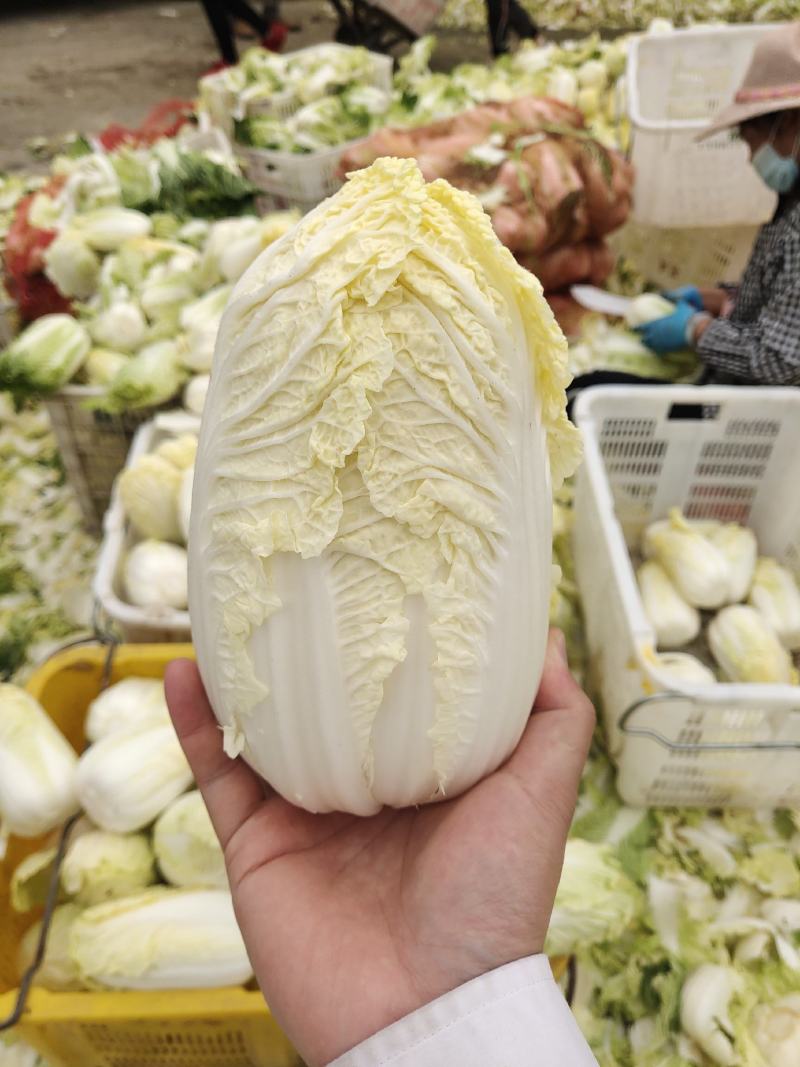 精品娃娃菜，大娃娃、小娃娃菜，毛菜、净菜都有货，冷库加工