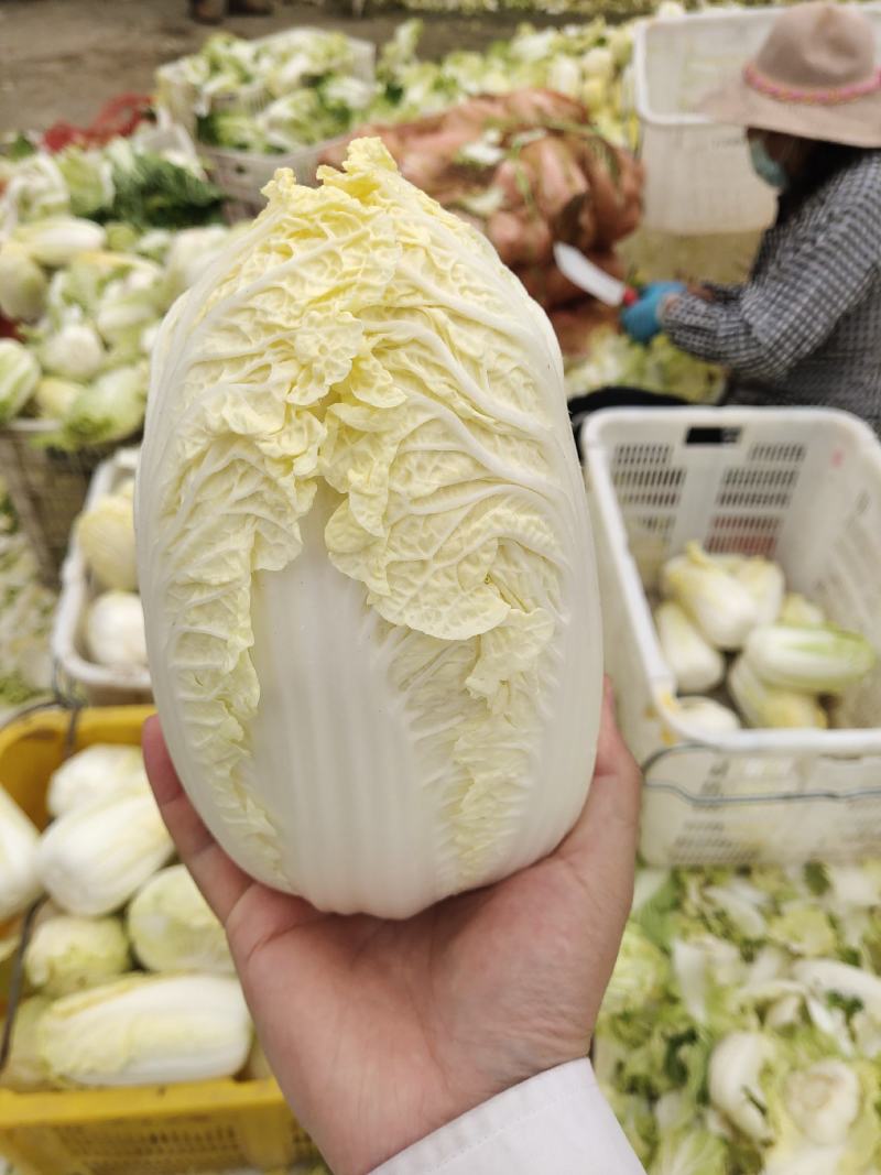 精品娃娃菜，大娃娃、小娃娃菜，毛菜、净菜都有货，冷库加工