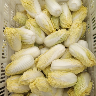 精品娃娃菜，大娃娃、小娃娃菜，毛菜、净菜都有货，冷库加工