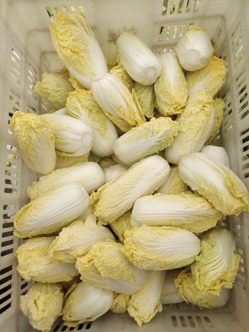 精品娃娃菜，大娃娃、小娃娃菜，毛菜、净菜都有货，冷库加工