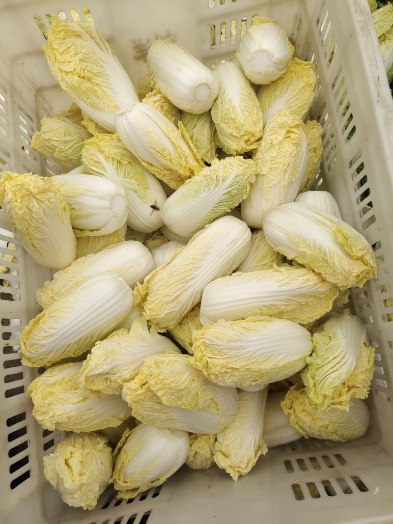 精品娃娃菜，大娃娃、小娃娃菜，毛菜、净菜都有货，冷库加工