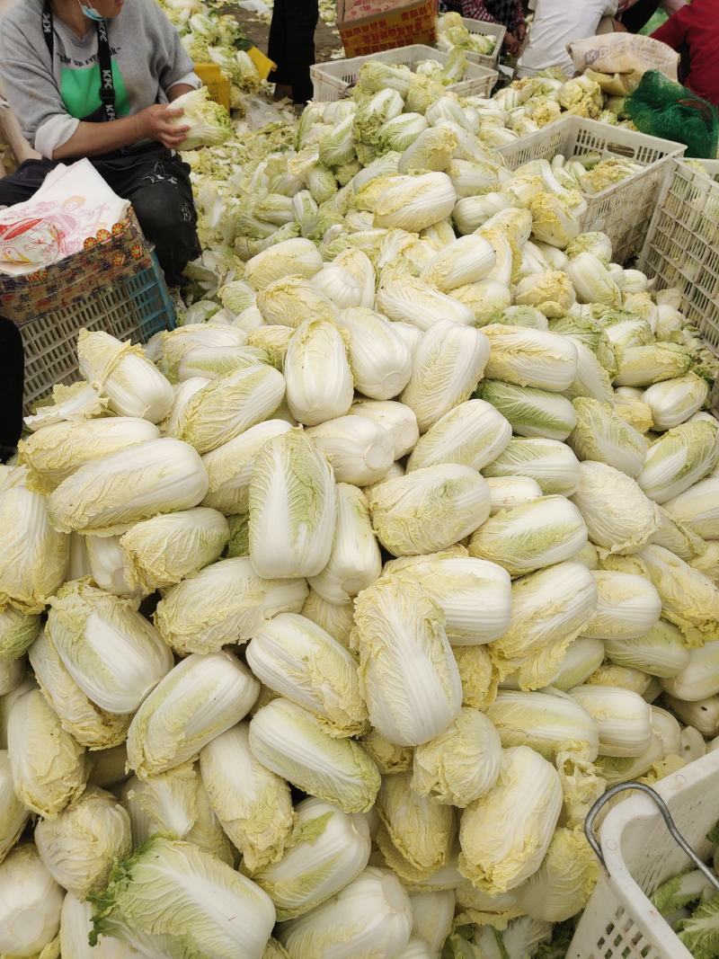 精品娃娃菜，大娃娃、小娃娃菜，毛菜、净菜都有货，冷库加工