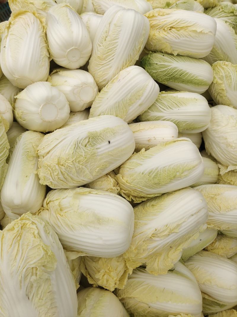 精品娃娃菜，大娃娃、小娃娃菜，毛菜、净菜都有货，冷库加工