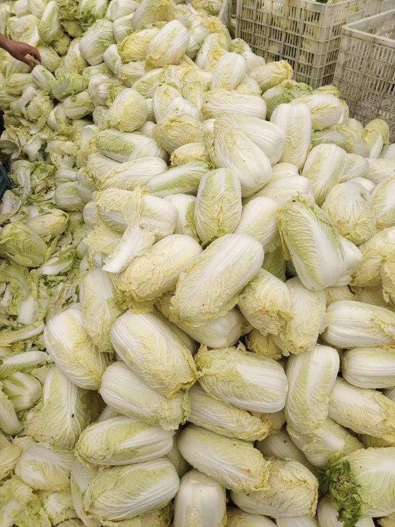 精品娃娃菜，大娃娃、小娃娃菜，毛菜、净菜都有货，冷库加工