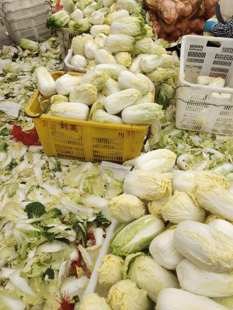 精品娃娃菜，大娃娃、小娃娃菜，毛菜、净菜都有货，冷库加工