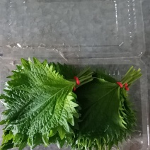 紫苏