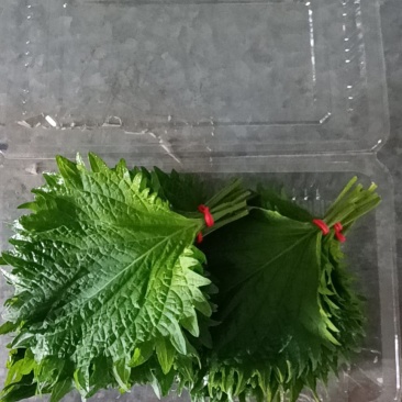 紫苏