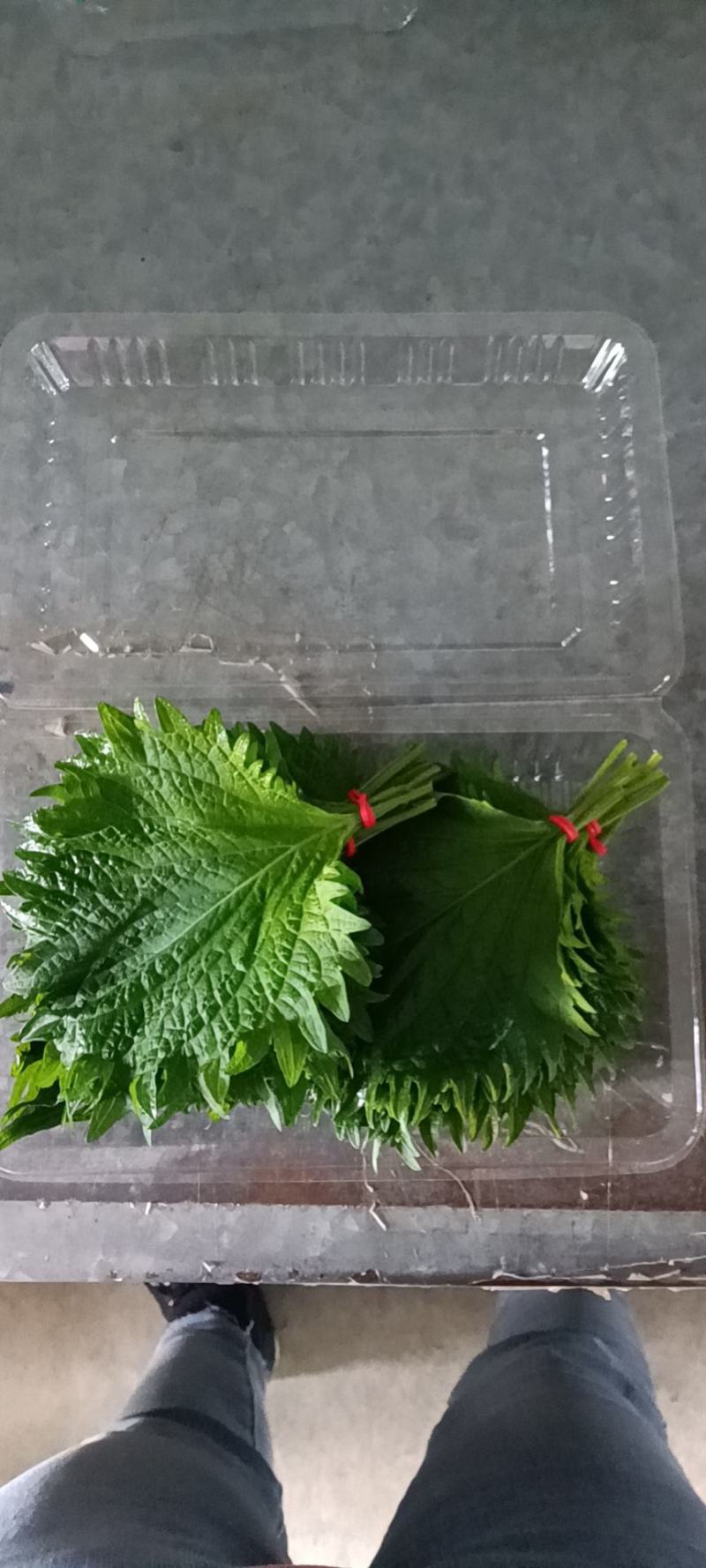 紫苏
