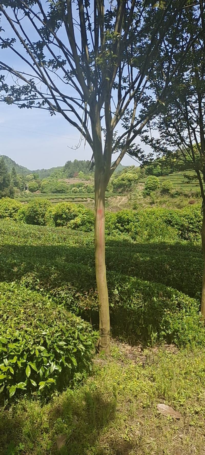 10公分精品紫薇，基地常年大量直供，树型好，性价比高