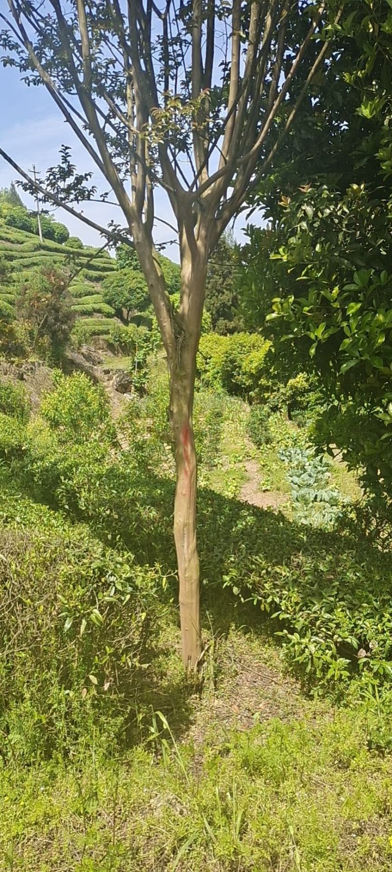 10公分精品紫薇，基地常年大量直供，树型好，性价比高
