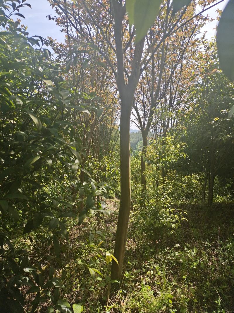 10公分精品紫薇，基地常年大量直供，树型好，性价比高
