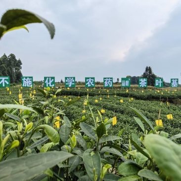 峨眉山绿茶