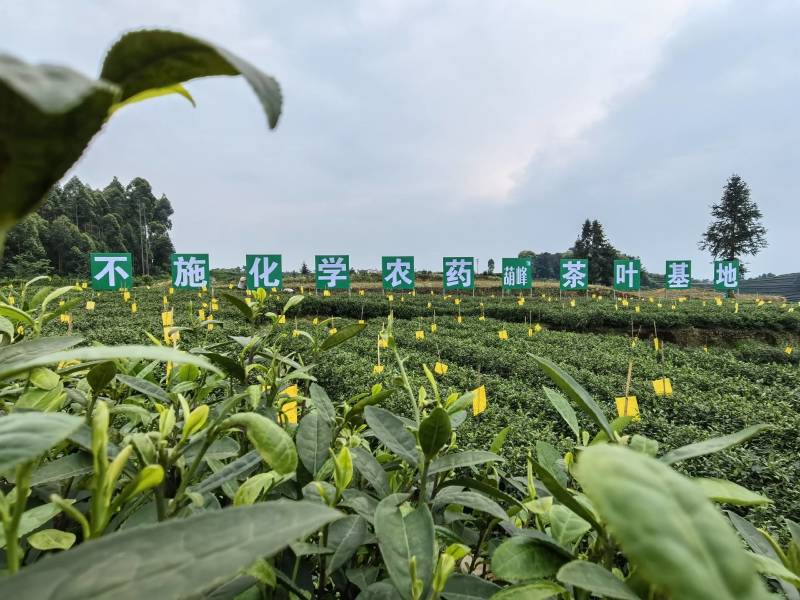 峨眉山绿茶