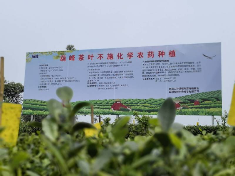 峨眉山绿茶