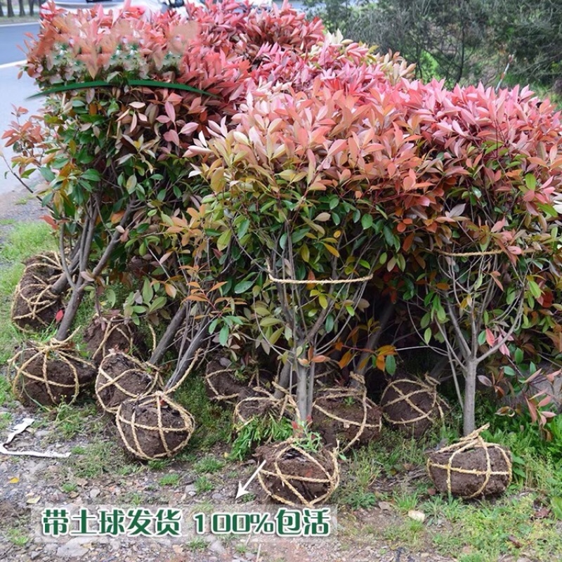 红叶石楠苗红叶石楠树苗火焰红小苗红叶石楠球球形庭院绿篱绿