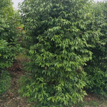 地径12公分天竺桂，基地直供，树型好，常年大量供应