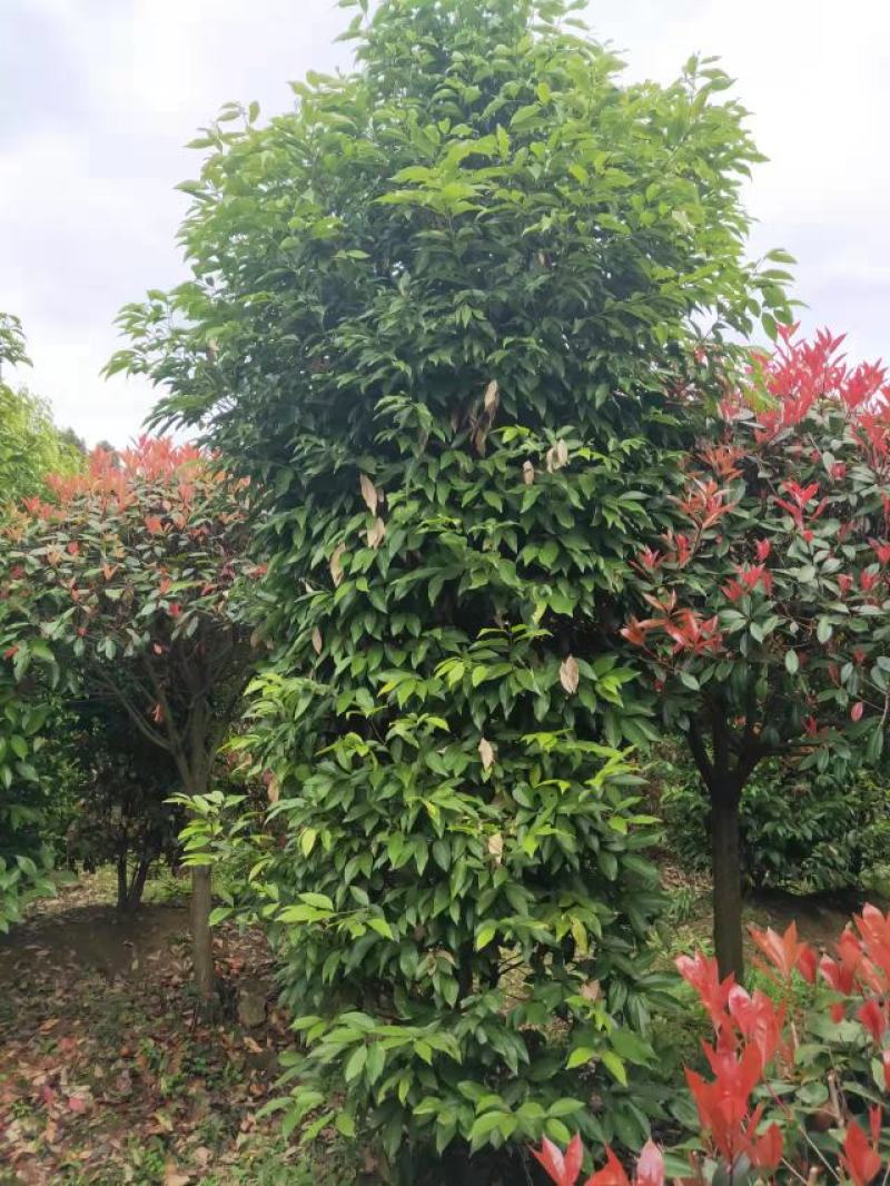 地径12公分天竺桂，基地直供，树型好，常年大量供应