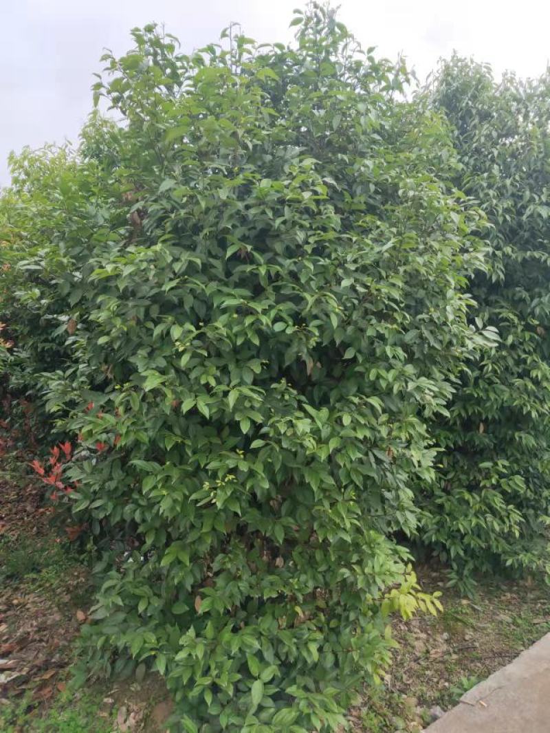 地径12公分天竺桂，基地直供，树型好，常年大量供应