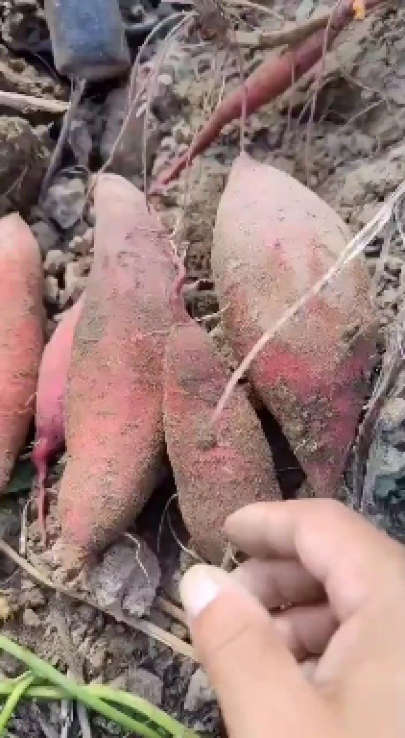 陆丰沙地大叶红红薯大量上市，价格实惠，欢迎各位老板订购