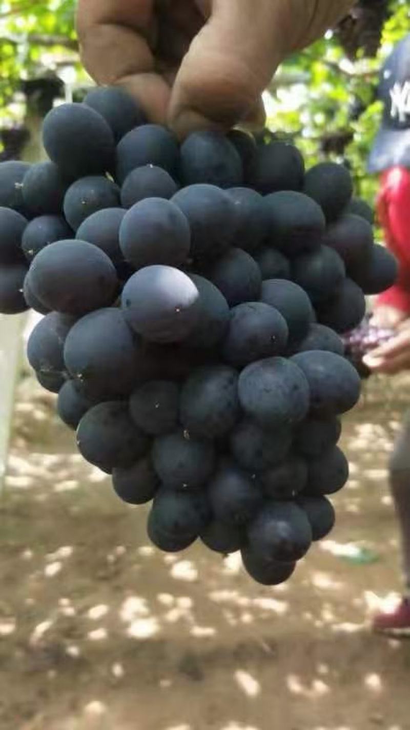 玫瑰香葡萄