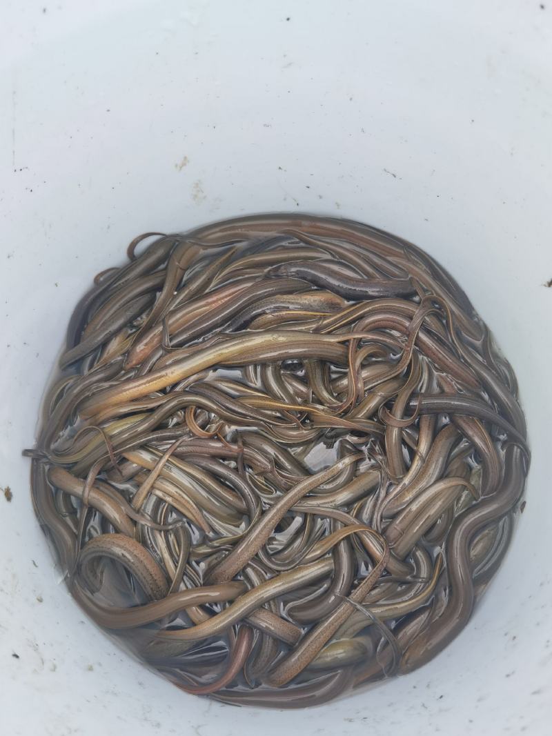 野生黄鳝苗高质量，包存活，量大从优，提供专业养殖技术，