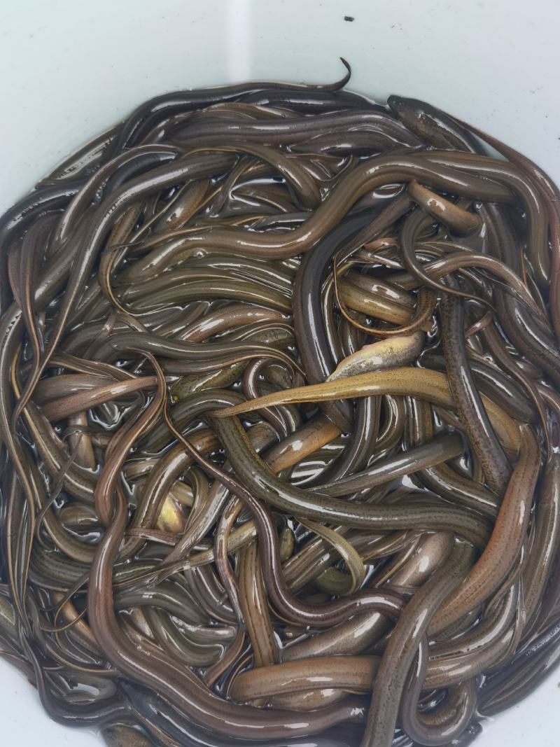 野生黄鳝苗高质量，包存活，量大从优，提供专业养殖技术，
