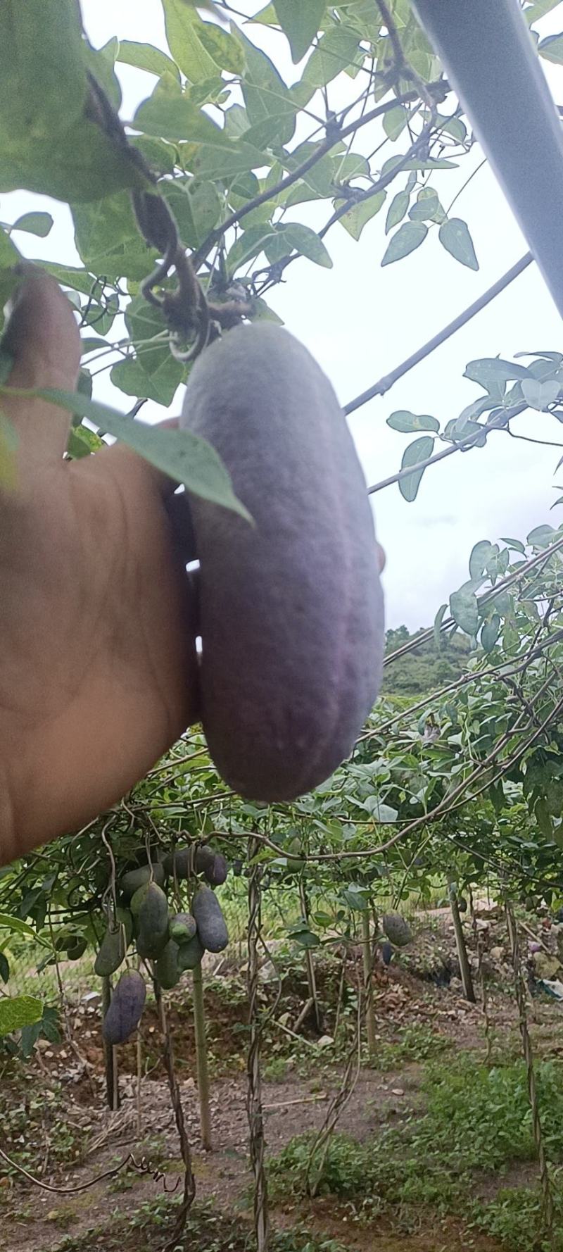 云南省文山市紫宝八月瓜种植基地