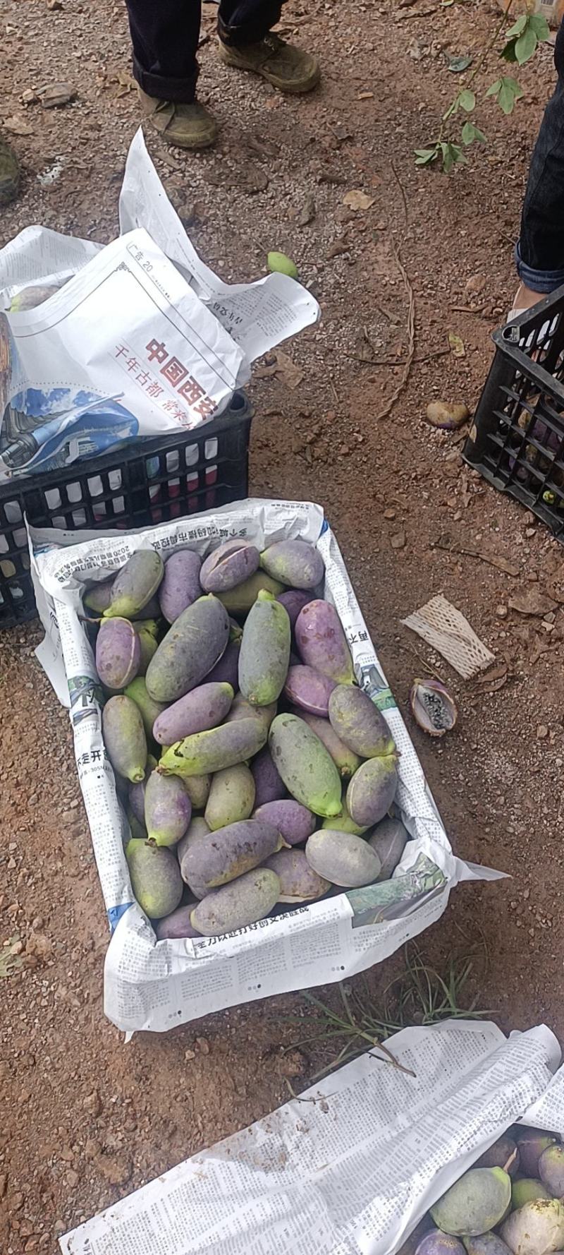 云南省文山市紫宝八月瓜种植基地