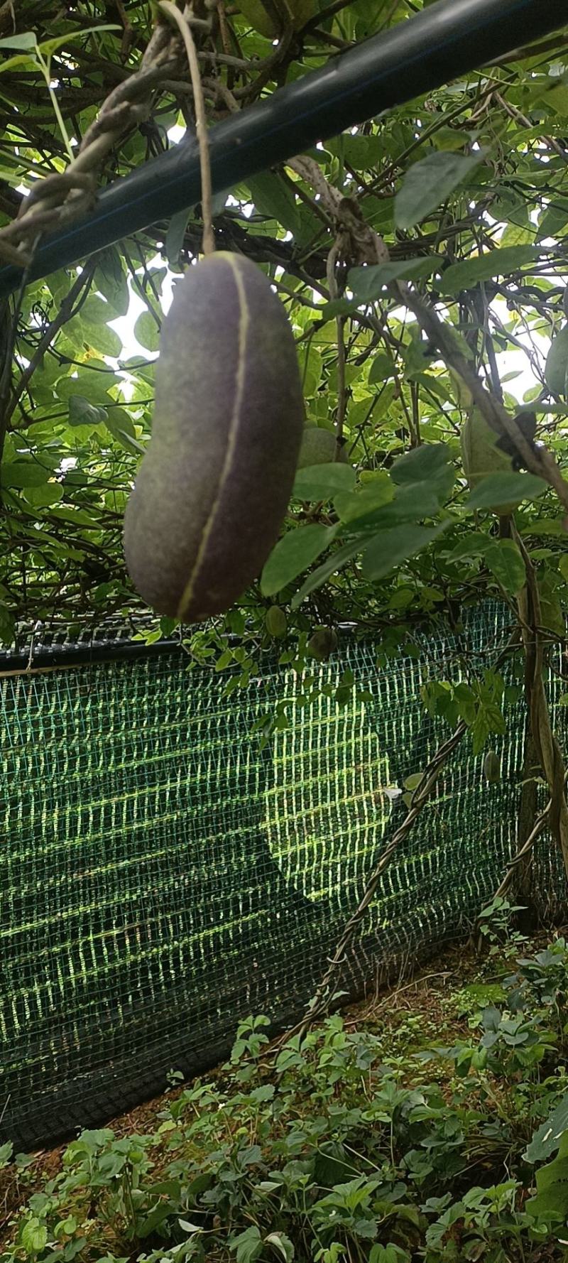 云南省文山市紫宝八月瓜种植基地