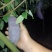 云南省文山市紫宝八月瓜种植基地