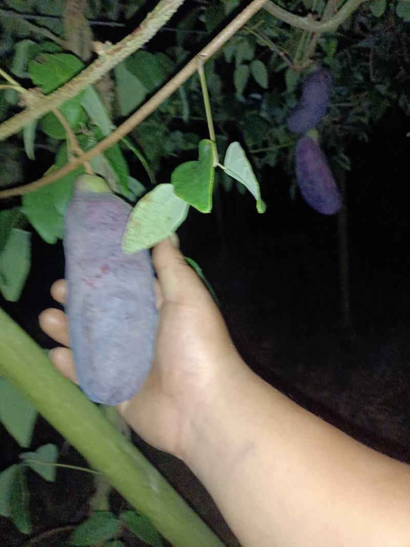 云南省文山市紫宝八月瓜种植基地