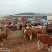 西门塔尔牛犊养殖基地直发量大价优保质保量欢迎联系