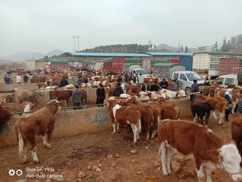 西门塔尔牛犊养殖基地直发量大价优保质保量欢迎联系