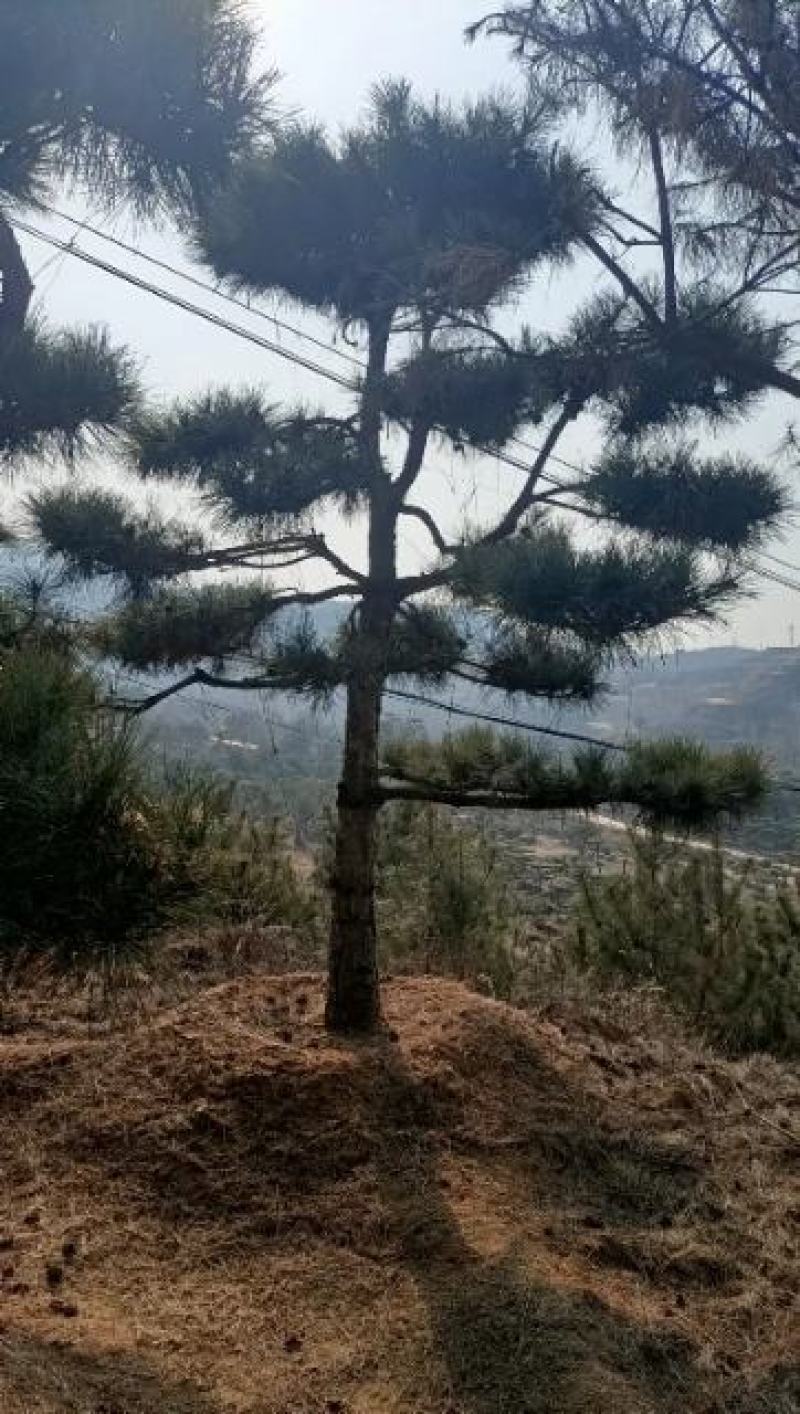 莱芜造型松基地桃李园林出品
