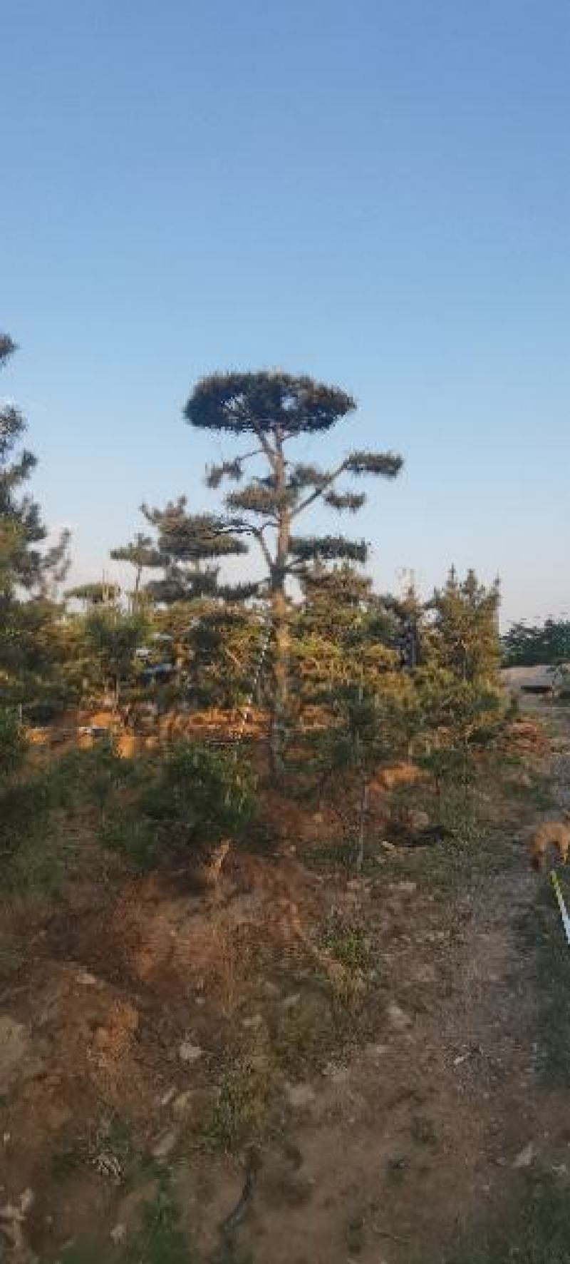 莱芜造型松基地桃李园林出品