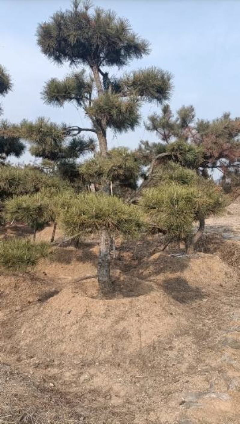 莱芜造型松基地桃李园林出品