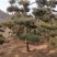 莱芜造型松基地桃李园林出品