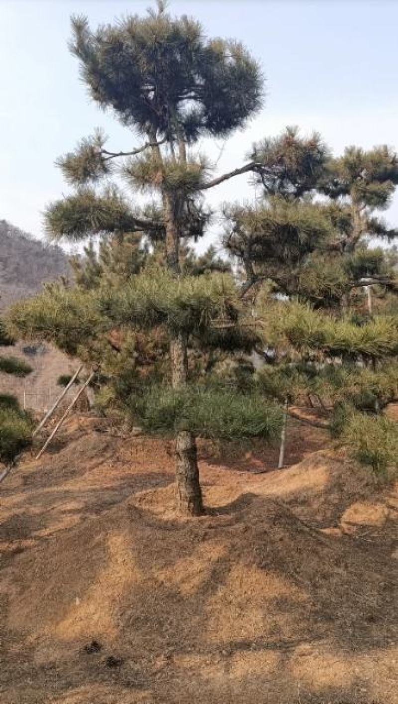 莱芜造型松基地桃李园林出品
