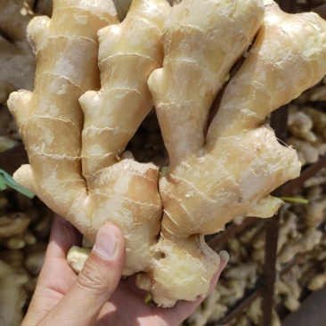 天然新鲜生姜长期供应量大优惠