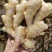 天然新鲜生姜长期供应量大优惠