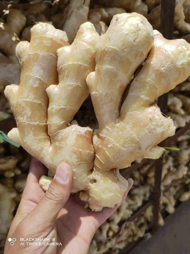 天然新鲜生姜长期供应量大优惠