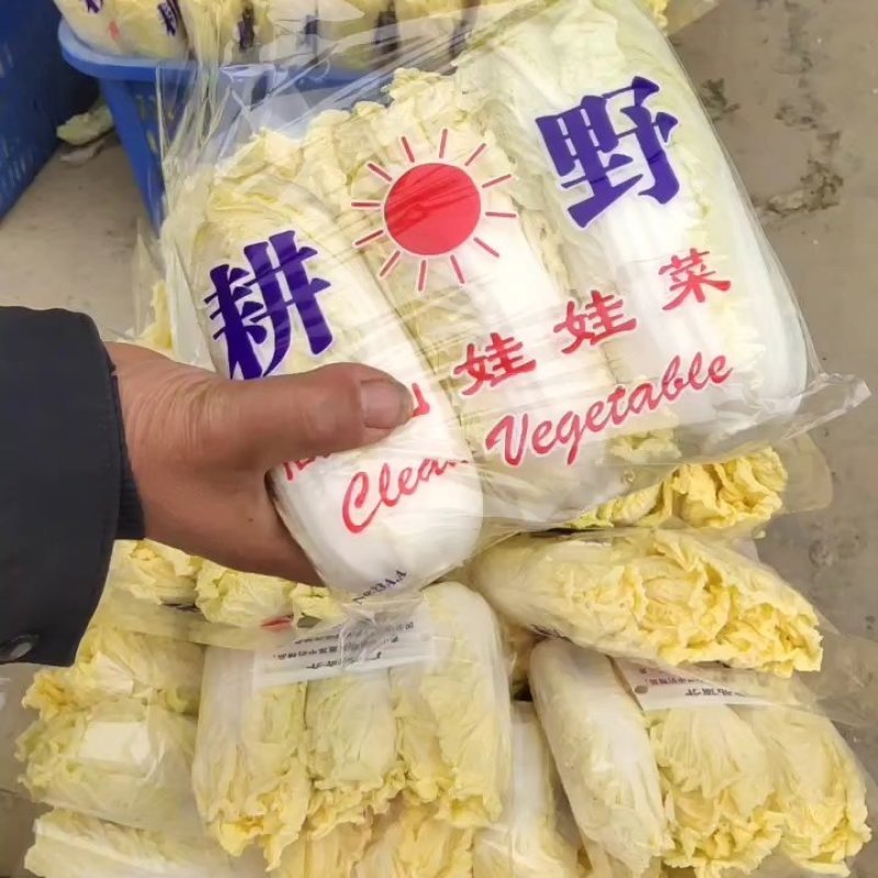 精品娃娃菜，小娃娃菜，毛菜、三颗装精包，提供大型冷库加工