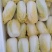 精品娃娃菜，小娃娃菜，毛菜、三颗装精包，提供大型冷库加工