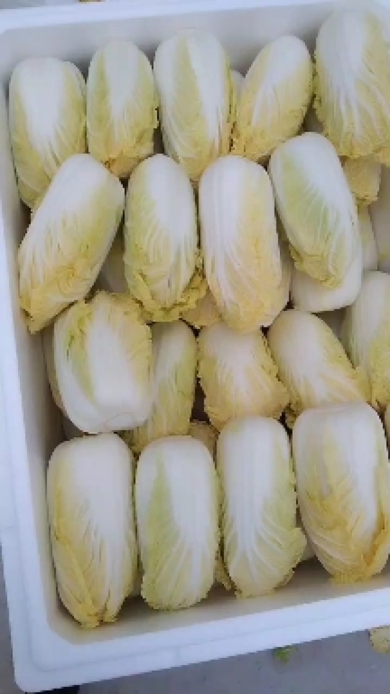 精品娃娃菜，小娃娃菜，毛菜、三颗装精包，提供大型冷库加工