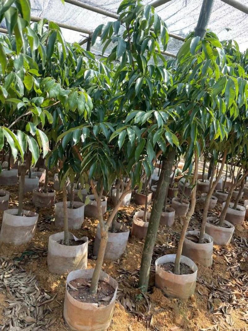 A4无核荔枝嫁接苗，大小规格都有，果大，水分充足