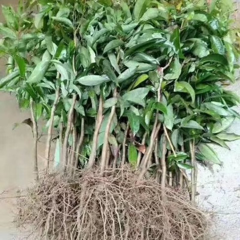 A4无核荔枝嫁接苗，大小规格都有，果大，水分充足