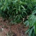 A4无核荔枝嫁接苗，大小规格都有，果大，水分充足