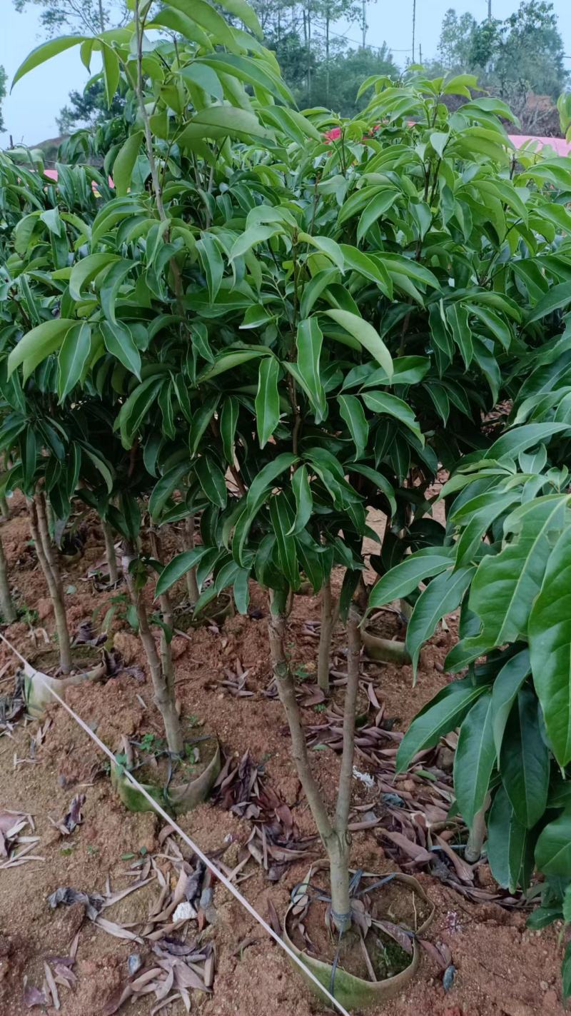 A4无核荔枝嫁接苗，大小规格都有，果大，水分充足