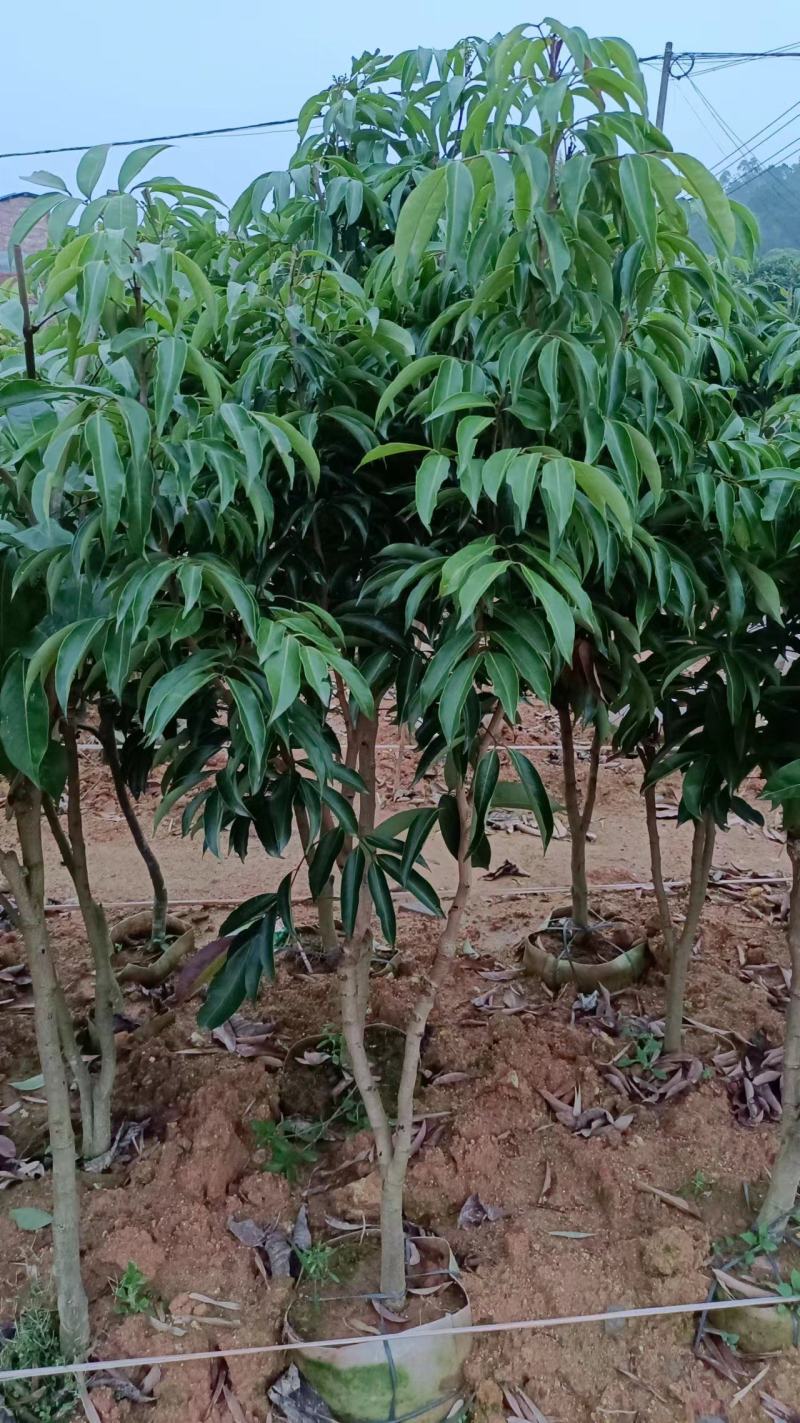 A4无核荔枝嫁接苗，大小规格都有，果大，水分充足