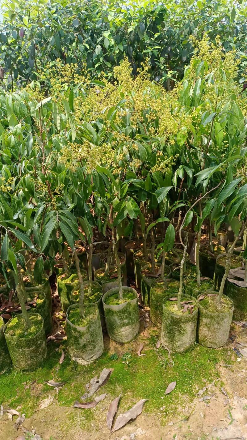 A4无核荔枝嫁接苗，大小规格都有，果大，水分充足